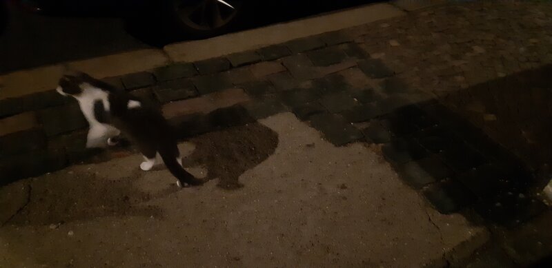 Hier sitzt der Kater Mello, sobald er auf die Strasse…